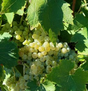 Les vendanges de Saint Georges Antignac